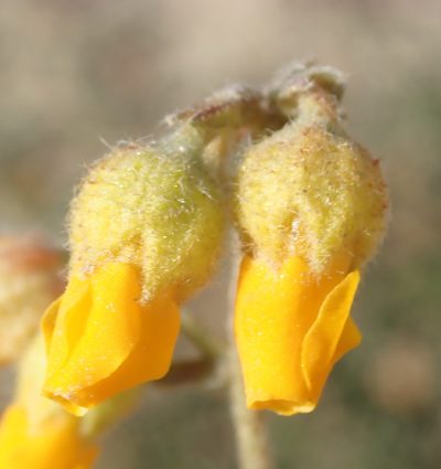 Hermannia decumbens, photographed by Nicola van Berkel