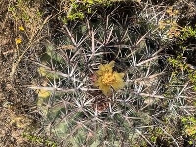 Ferocactus viridescens, photographed by Jim Riley
