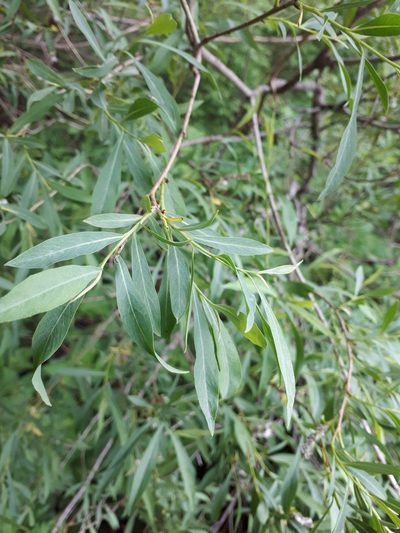 Salix vinogradovii, photographed by Валя Айникеева