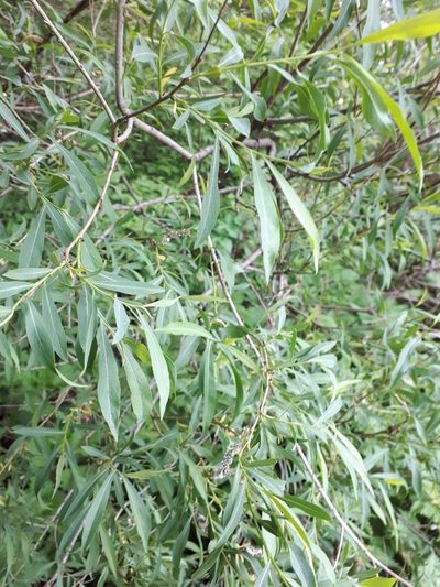 Salix vinogradovii, photographed by Валя Айникеева