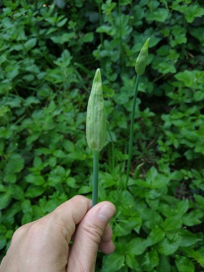 Allium siculum, photographed by Joe Carmichael