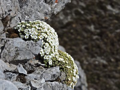 Androsace helvetica, photographed by Karsten Rohweder
