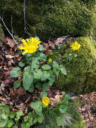 Doronicum columnae, photographed by Mattia Menchetti