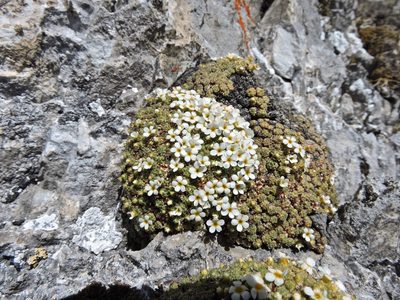 Androsace helvetica, photographed by Karsten Rohweder