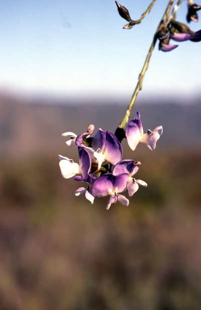Psoralea peratica, photographed by Charles Stirton