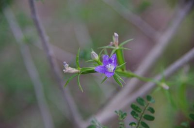 Triodanis coloradoensis, photographed by Eric Knight