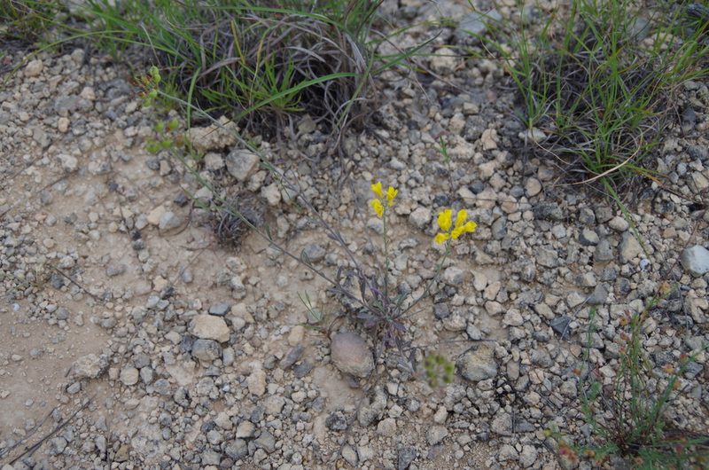 Physaria engelmannii, photographed by Eric Knight
