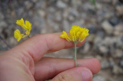 Physaria engelmannii, photographed by Eric Knight
