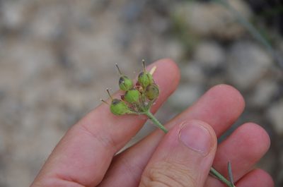 Physaria engelmannii, photographed by Eric Knight