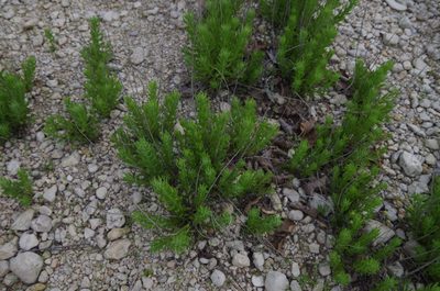 Brickellia dentata, photographed by Eric Knight
