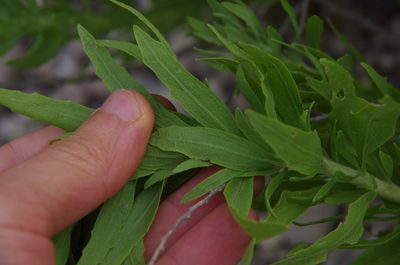 Brickellia dentata, photographed by Eric Knight