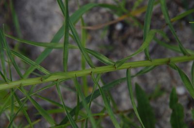 Liatris glandulosa, photographed by Eric Knight