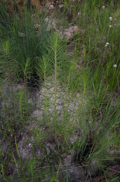 Liatris glandulosa, photographed by Eric Knight