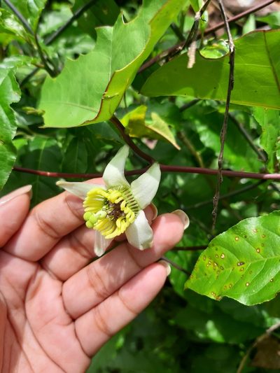 Passiflora megacoriacea, photographed by Joel Trejos