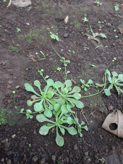 Erigeron cuneifolius, photographed by Joel Trejos