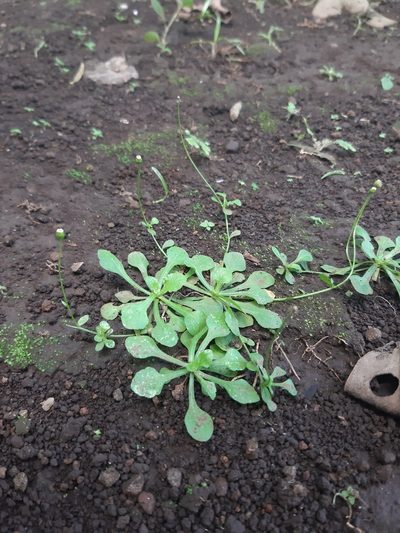 Erigeron cuneifolius, photographed by Joel Trejos