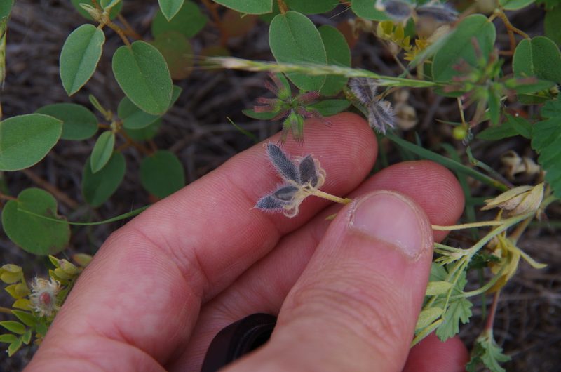 Astragalus wrightii, photographed by Eric Knight
