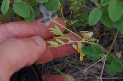 Astragalus wrightii, photographed by Eric Knight