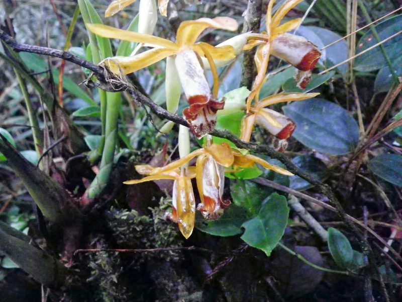 Coelogyne radioferens, photographed by Chris Yesson