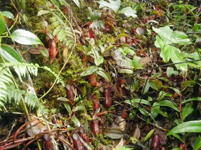 Nepenthes tentaculata, photographed by Chris Yesson