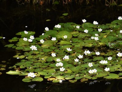 Nymphoides hydrophylla, photographed by Mike Ostrowski