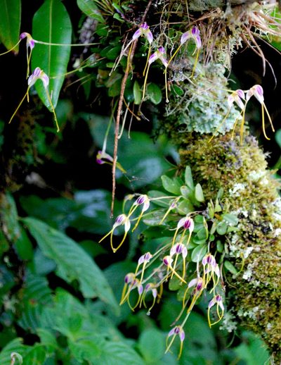 Masdevallia estradae, photographed by desertnaturalist