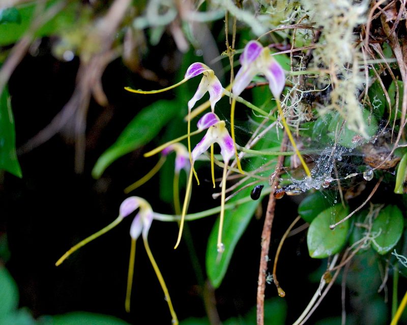Masdevallia estradae, photographed by desertnaturalist