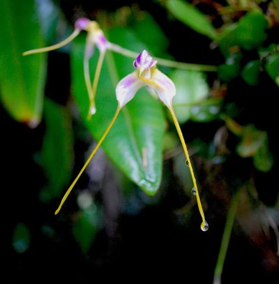 Masdevallia estradae, photographed by desertnaturalist