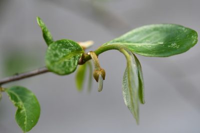 Annona cherimola, photographed by Neptalí Ramírez Marcial