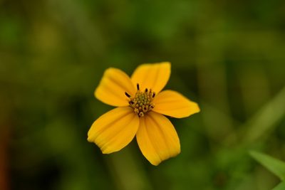 Bidens ballsii, photographed by Neptalí Ramírez Marcial