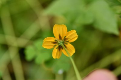 Bidens ballsii, photographed by Neptalí Ramírez Marcial
