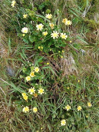 Tolpis azorica, photographed by Chris Yesson