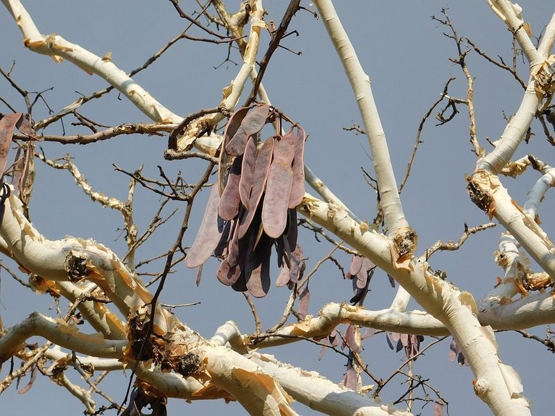 Albizia tanganyicensis, photographed by Klaus Wehrlin