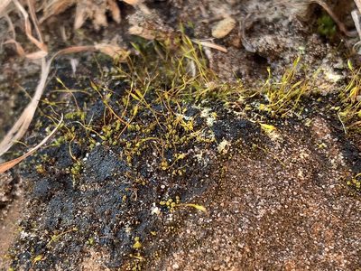 Tortula obtusifolia, photographed by Brandon Corder
