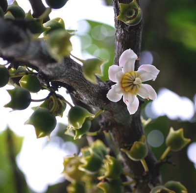 Bellucia pentamera, photographed by desertnaturalist