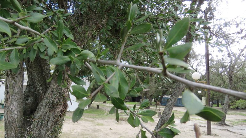 Sideroxylon obtusifolium, photographed by demianlescano