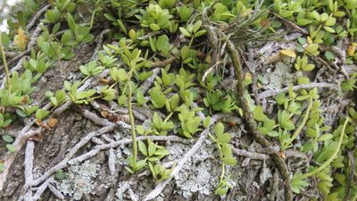 Peperomia aceroana, photographed by demianlescano