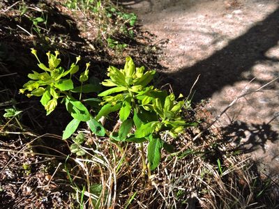 Euphorbia carniolica, photographed by Karsten Rohweder