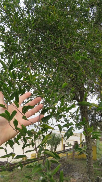 Achatocarpus praecox, photographed by demianlescano