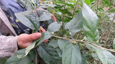 Cestrum strigilatum, photographed by demianlescano