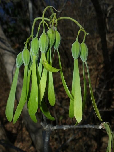 Gyrocarpus mocinoi, photographed by Arturo Castro Castro