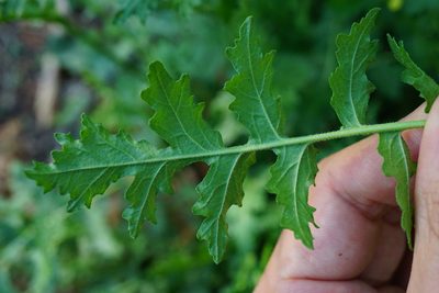 Erucastrum nasturtiifolium, photographed by Patrick Hacker