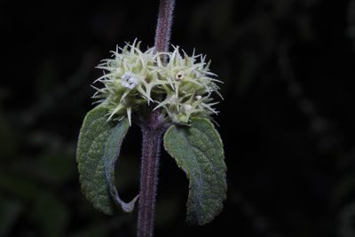 Asterohyptis stellulata, photographed by Arturo Castro Castro