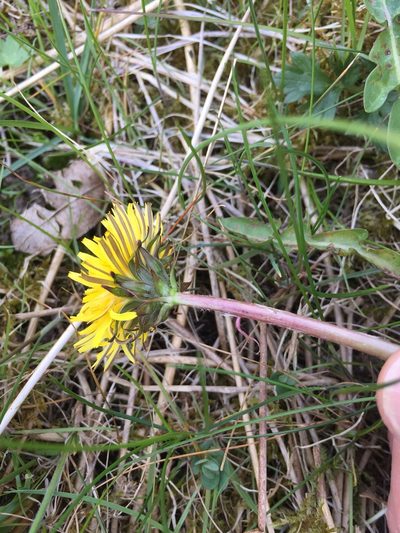 Taraxacum bracteatum, photographed by Dorte Stokholm