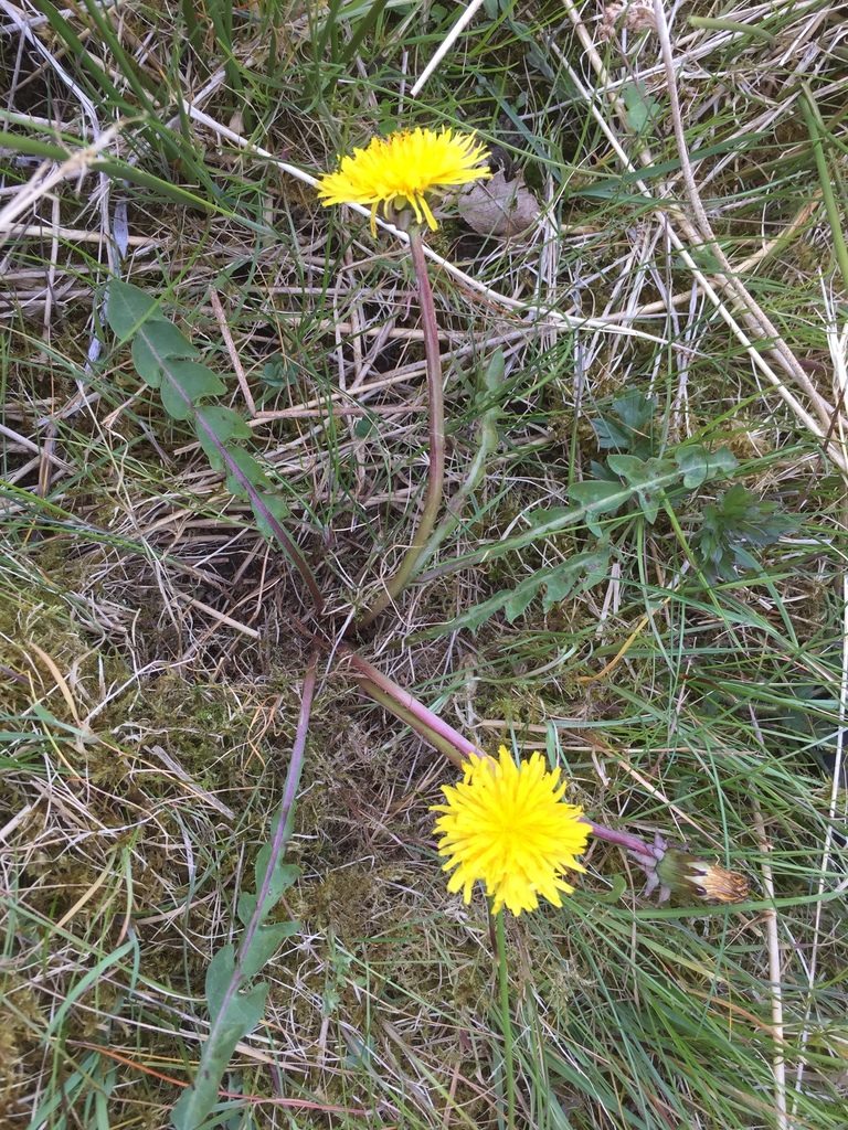 Taraxacum bracteatum, photographed by Dorte Stokholm