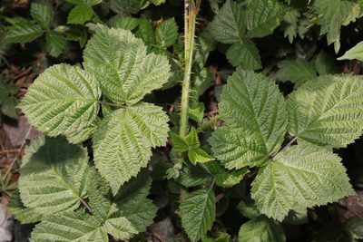 Rubus horrefactus, photographed by Stephen James McWilliam