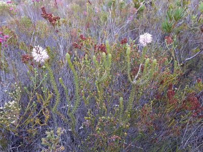Stilbe ericoides, photographed by Brian du Preez