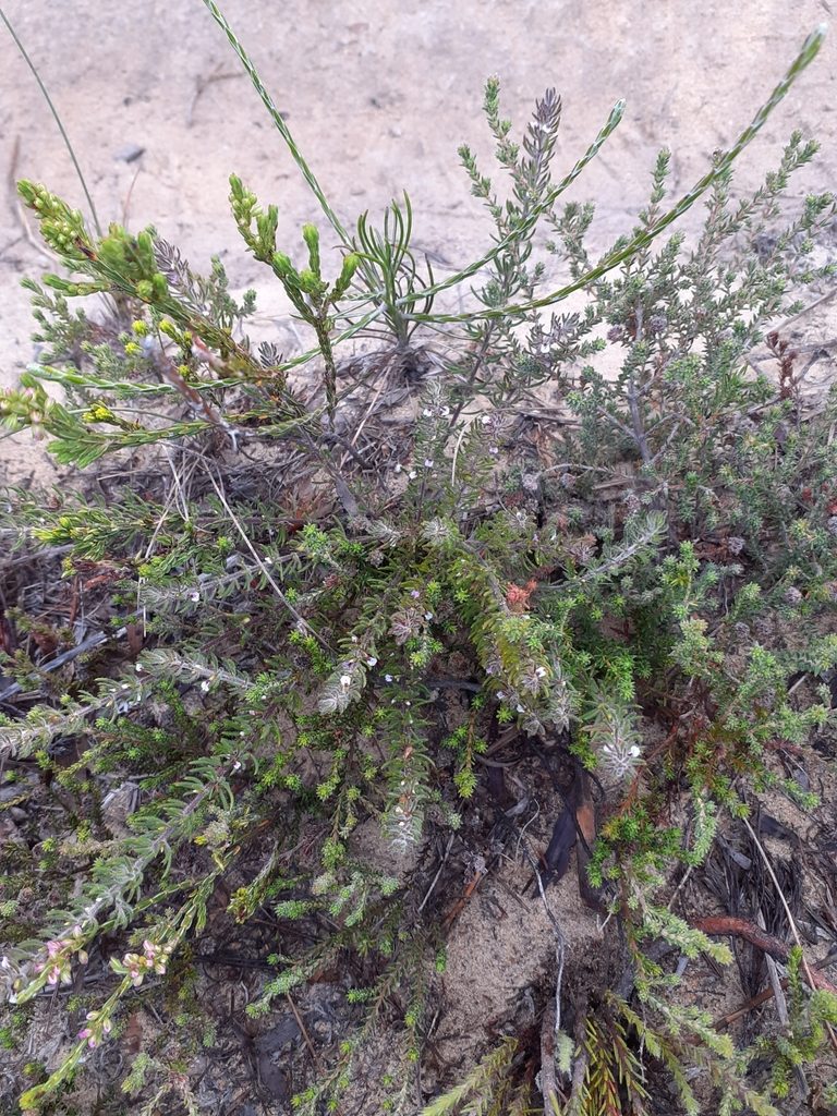 Muraltia gillettiae, photographed by Brian du Preez