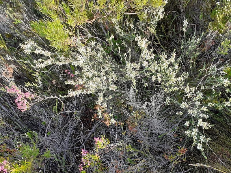 Indigofera hamulosa, photographed by Brian du Preez