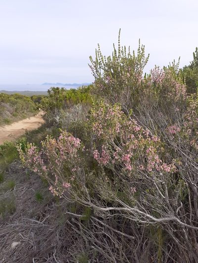 Erica irregularis, photographed by Brian du Preez